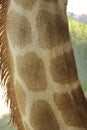 detail of a captive giraffe& x27;s fur pattern Royalty Free Stock Photo