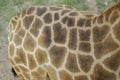 detail of a captive giraffe's fur pattern Royalty Free Stock Photo