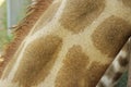 detail of a captive giraffe& x27;s fur pattern Royalty Free Stock Photo