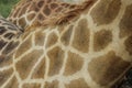 detail of a captive giraffe's fur pattern Royalty Free Stock Photo