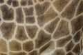 detail of a captive giraffe's fur pattern Royalty Free Stock Photo