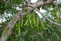 Carob tree with carob beans