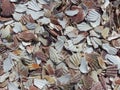 Carpet of seashells on a beach of the Normandy in France. Royalty Free Stock Photo