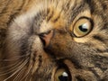 Detail of cat face Royalty Free Stock Photo