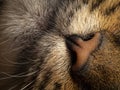 Detail of cat face Royalty Free Stock Photo