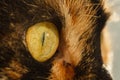 Detail of a cat`s eye. Grandiose isolated macro shot. Macro photo. Royalty Free Stock Photo