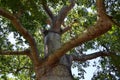 Detail of ceiba tree in Vinales valley, Cuba Royalty Free Stock Photo