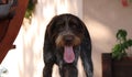 Detail on Cesky fousek head with tongue out. Tired Rough-coated Bohemian Pointer with wonderful brown eyes. Barbu tcheque is ready