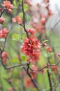 Japanese cherry blossoms, known as \