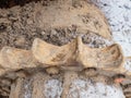 Detail of chain gear of  tracked vehicle. Crawler tracks hydraulics on a tractor Royalty Free Stock Photo