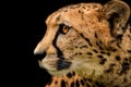 Detail cheetah on black background