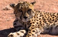 Close up of a cheetah