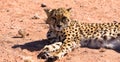 Close up of a cheetah