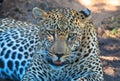 Close up of a cheetah