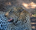 Close up of a cheetah