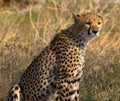 Close up of a cheetah