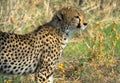 Close up of a cheetah