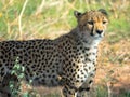 Close up of a cheetah