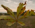 Detail of a chestnut leaf