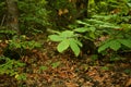 Detail of a chestnut tree twig in autumn in a forest of tuscany, Italy Royalty Free Stock Photo