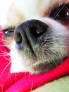 detail of chihuahua nose