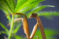 Detail of a Chinese praying mantis (Tenodera sinensis)