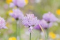 Detail of chives purple flowers