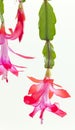 detail of Christmas cactus