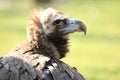 Cinereous vulture Royalty Free Stock Photo