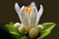 Detail of citrus flower with buds and petals