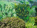 Garden Graffiti Art and Flowering Shrubs