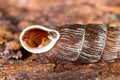 Detail of Clausilia dubia