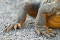 Detail of claws of wild land iguana Royalty Free Stock Photo
