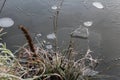 Detail of clear ice on pond with frost grass