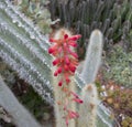 Detail of cactus cleistocactus dependens