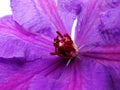 Close up of clematis flower. Clematis detail. Closeup of a clematis flower showing purple tinged stamens with low depth of field. Royalty Free Stock Photo