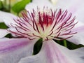 Close up of clematis flower. Clematis detail. Closeup of a clematis flower showing purple tinged stamens with low depth of field. Royalty Free Stock Photo