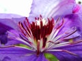 Close up of clematis flower. Clematis detail. Closeup of a clematis flower showing purple tinged stamens with low depth of field. Royalty Free Stock Photo