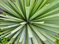 Converging Lines in Green Garden Shrub