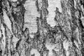 Close up of birch tree bark texture. Black and white image Royalty Free Stock Photo