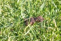 Dog poop in the green grass