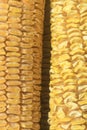 Detail close up of dry corns Royalty Free Stock Photo