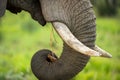 A detail close up of an eating elephant face, trunk, tusks and mouth against a green blurred background Royalty Free Stock Photo