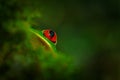 Detail close-up of frog red eye, hidden in green vegetation. Red-eyed Tree Frog, Agalychnis callidryas, animal with big eyes, in Royalty Free Stock Photo