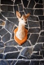 Little Head of a Deer hanging on a Wall