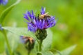 Detail close-up photo of bee or honeybee collecting nectar or pollen, european or western honey bee sitting on the blue flower