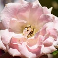 Detail close up Pink rose full frame