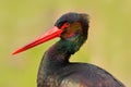 Detail close-up portrait of bird. Bird Black Stork with red bill, Ciconia nigra, sitting on the nest in the forest Long red bill Royalty Free Stock Photo
