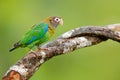 Detail close-up portrait bird. Bird from Central America. Wildlife scene, tropic nature. Bird from Costa Rica. Brown-hooded Parrot