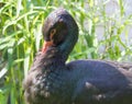 Detail close-up portrait of Black Stork with red bill and rainbow feathers, glossy plumage Ciconia nigra, on green grass Royalty Free Stock Photo